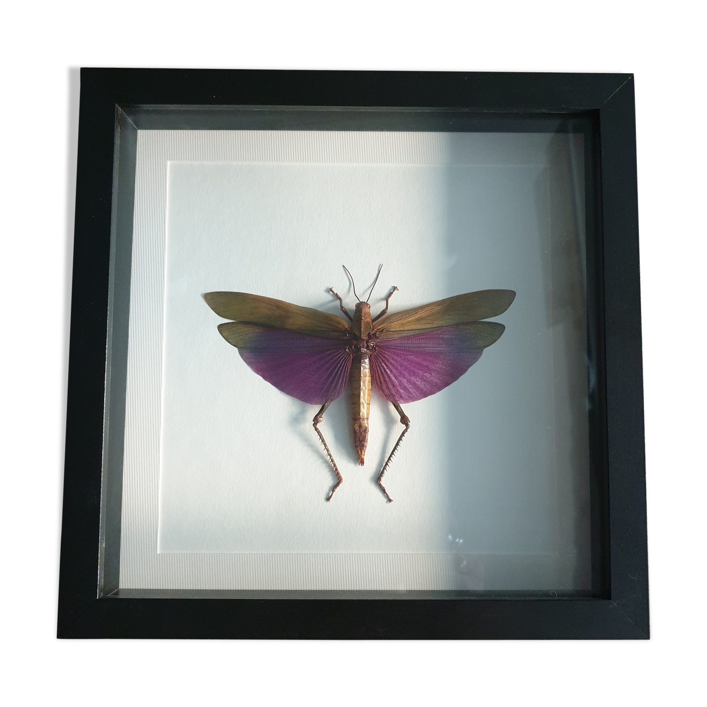 Giant purple jumper - framed - Titanacris albipes