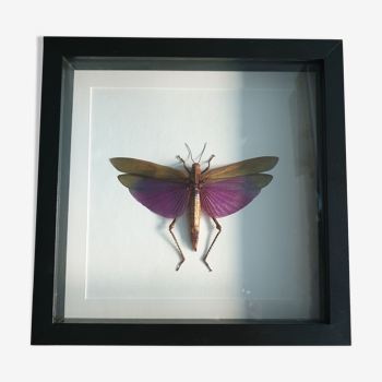 Giant purple jumper - framed - Titanacris albipes