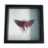 Giant purple jumper - framed - Titanacris albipes