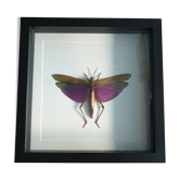 Sauterelle violette géante - encadré - Titanacris albipes