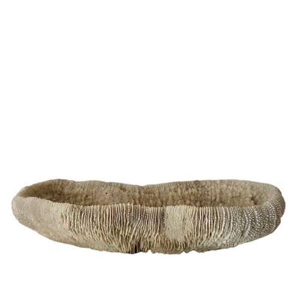 Grand corail ''coussin de requin'' 39cm