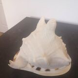 Large natural conch - decorative antique shell - family heirloom