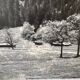 Old XXL black and white mountain photography