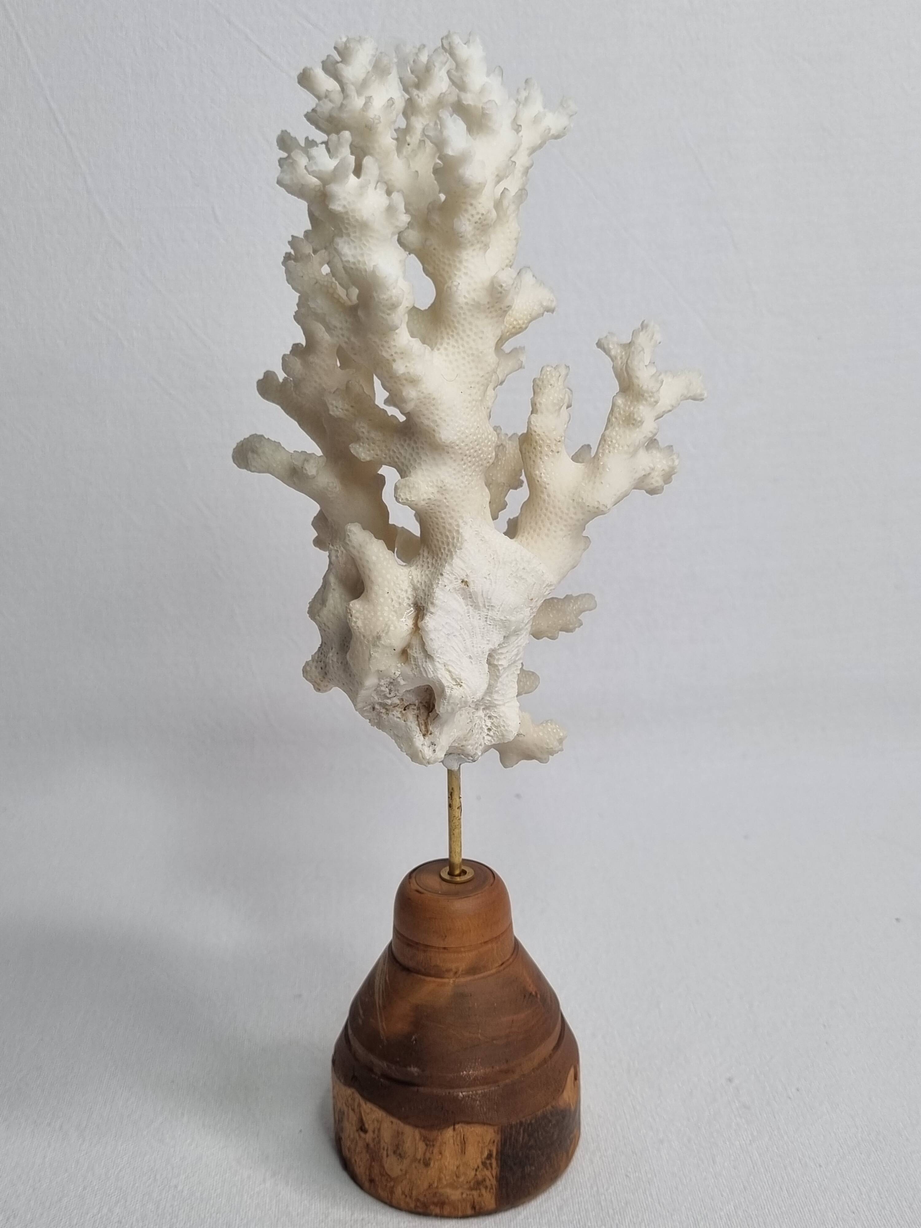 Antique white coral on turned wooden base, 25 cm