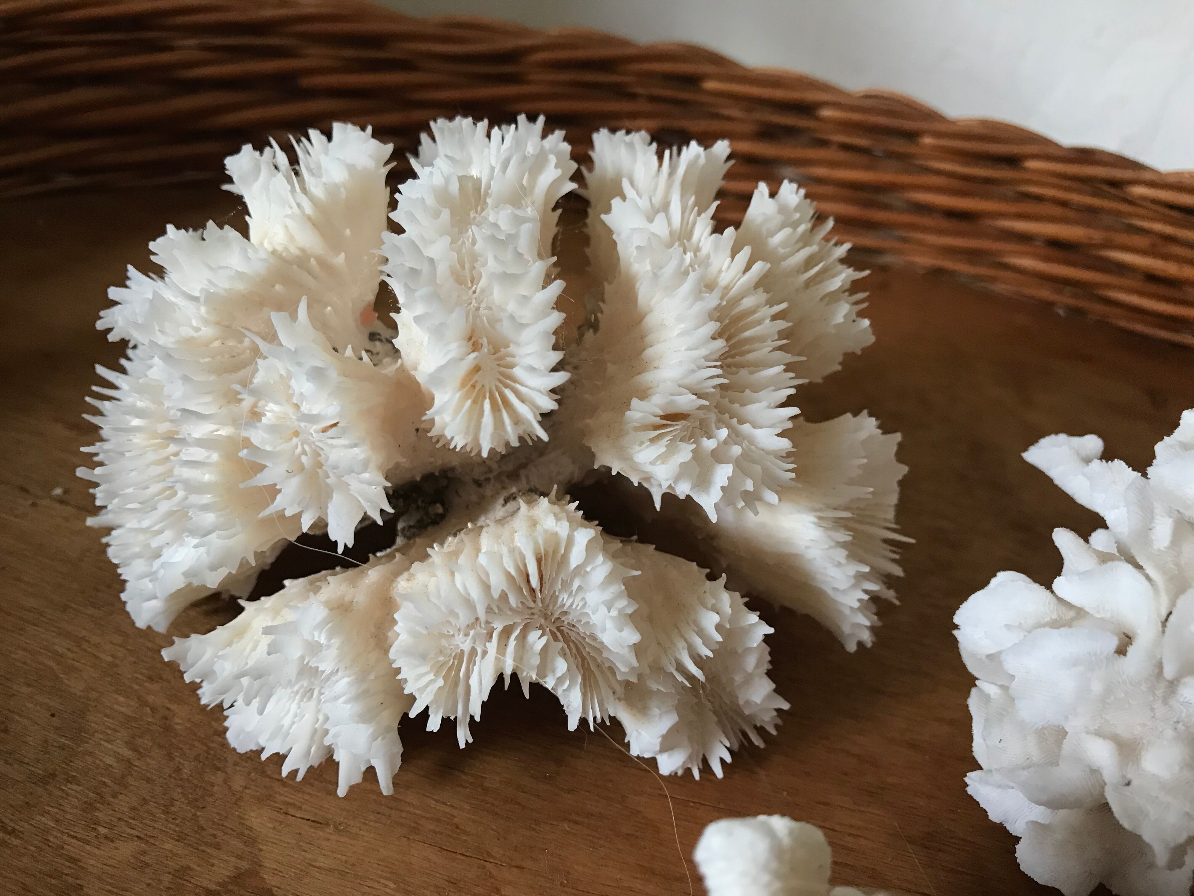Ancient white coral in trio