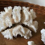 Ancient white coral in trio