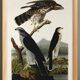 Poster about sparrowhawks, based on an old engraving from 1827.