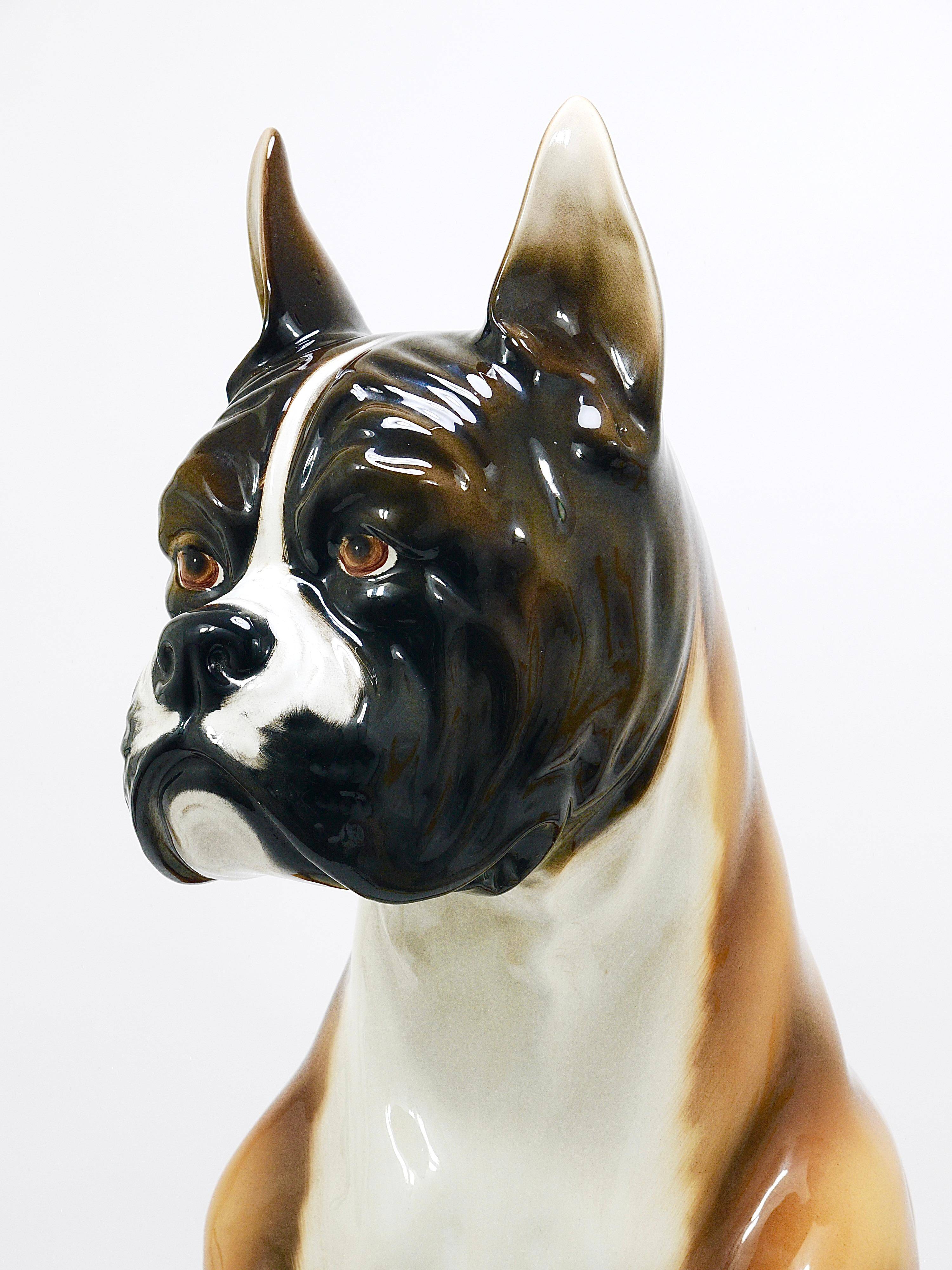 Life-size boxer dog statue in majolica, glazed ceramic, Italy, 1970s.