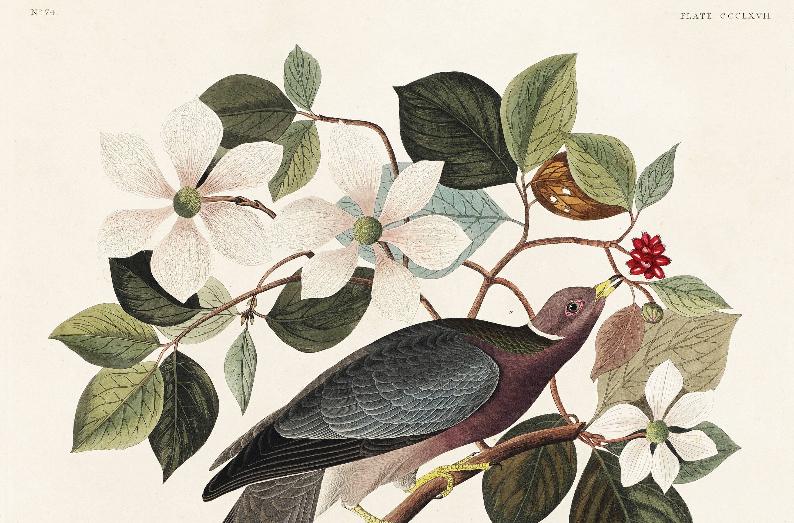 Poster of the Barred-tailed Pigeon, after an old engraving from 1827