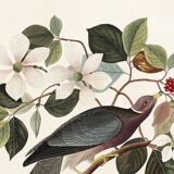 Poster of the Barred-tailed Pigeon, after an old engraving from 1827