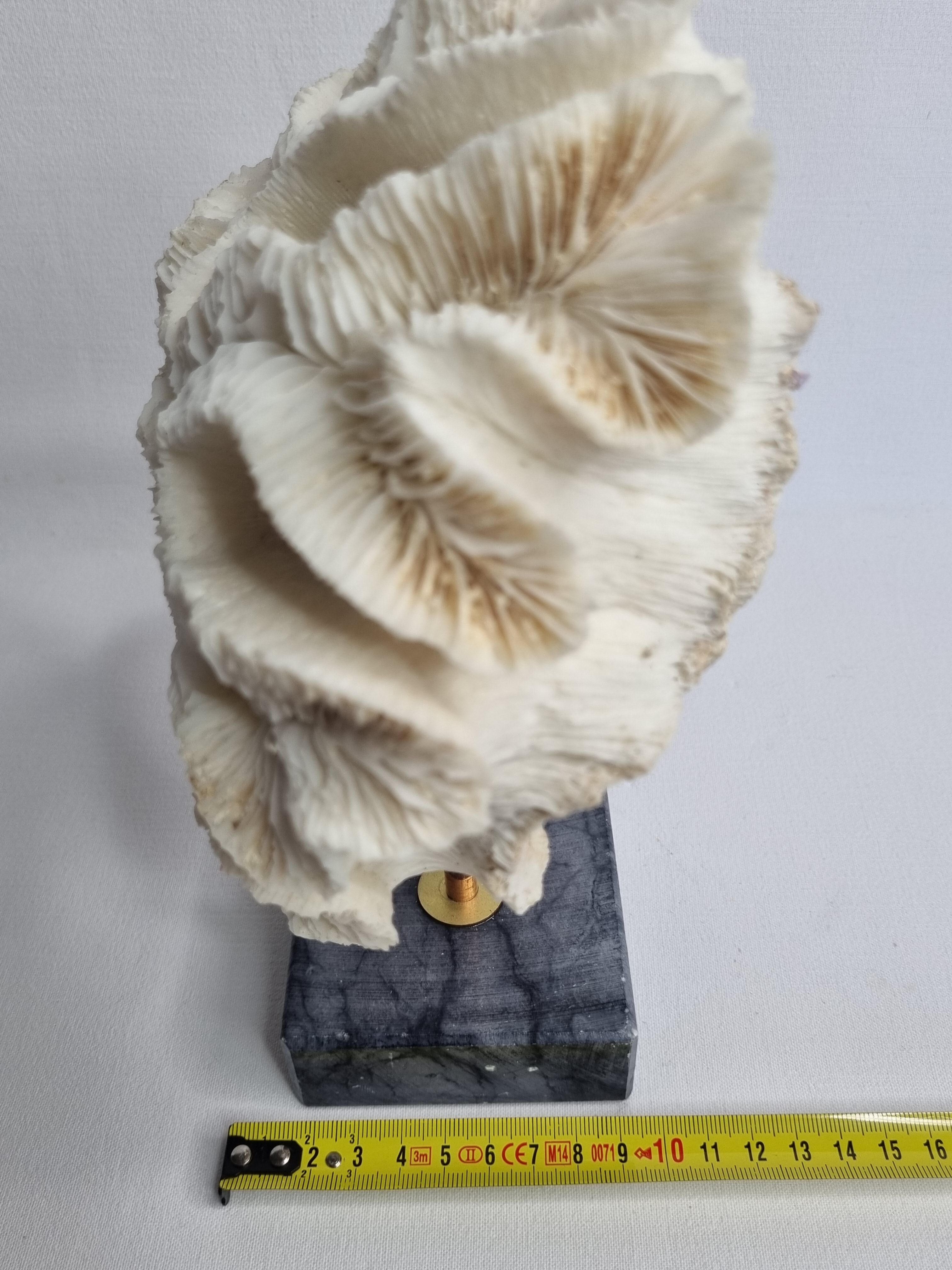 Old white coral "méandrine" on marble base, 25 cm