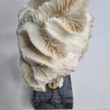 Old white coral "méandrine" on marble base, 25 cm