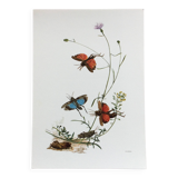 Illustration ancienne "insectes", années 60.