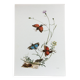 Old illustration "insects", 1960s.