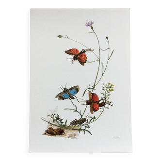 Old illustration "insects", 1960s.