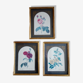 Framed floral illustrations