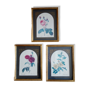 Illustrations florales