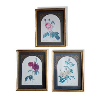 Framed floral illustrations