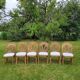 6 Chaises vintage en rotin peacock  Emmanuelle