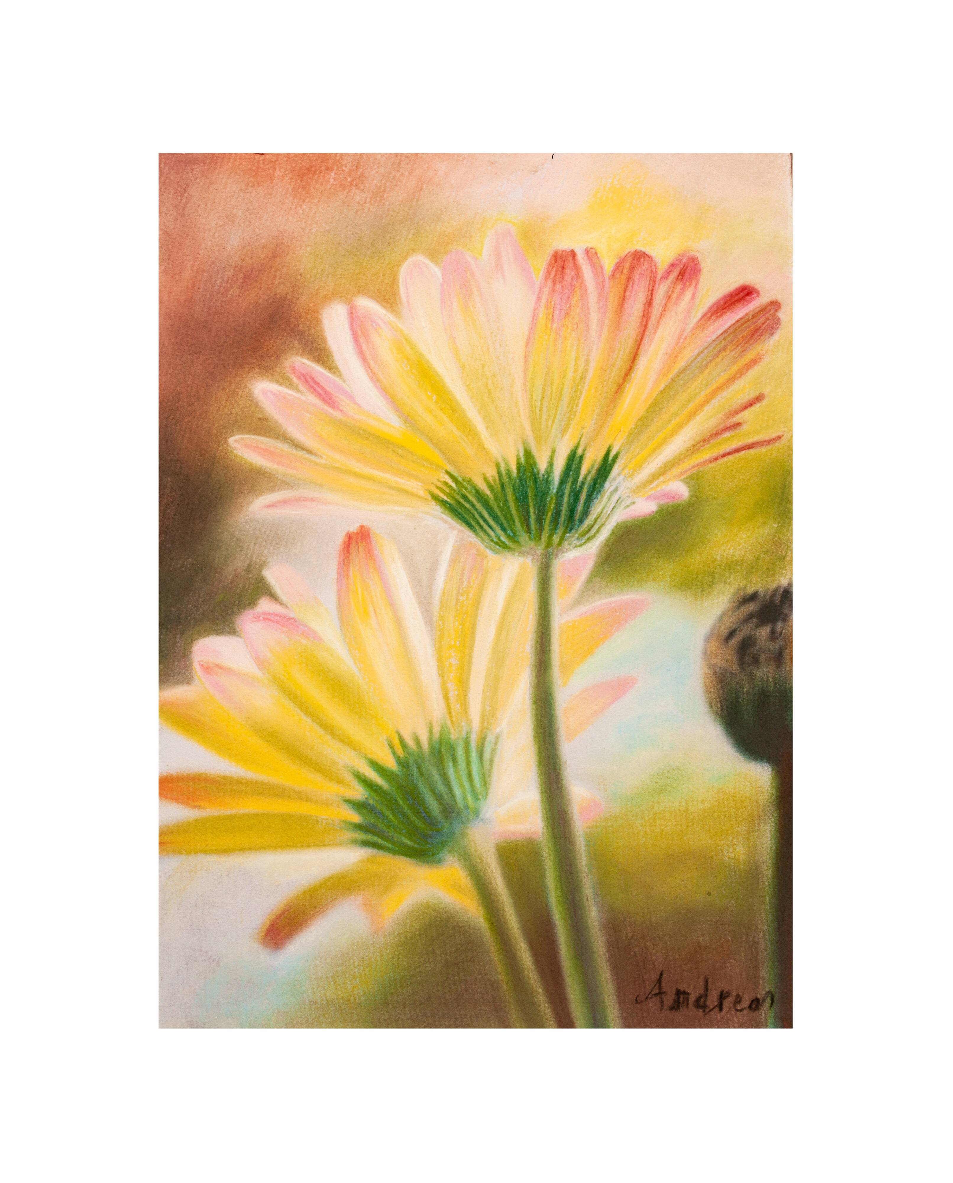 Drawing of daisies. drawn flowers. color drawing of daisies. drawing of flowers.