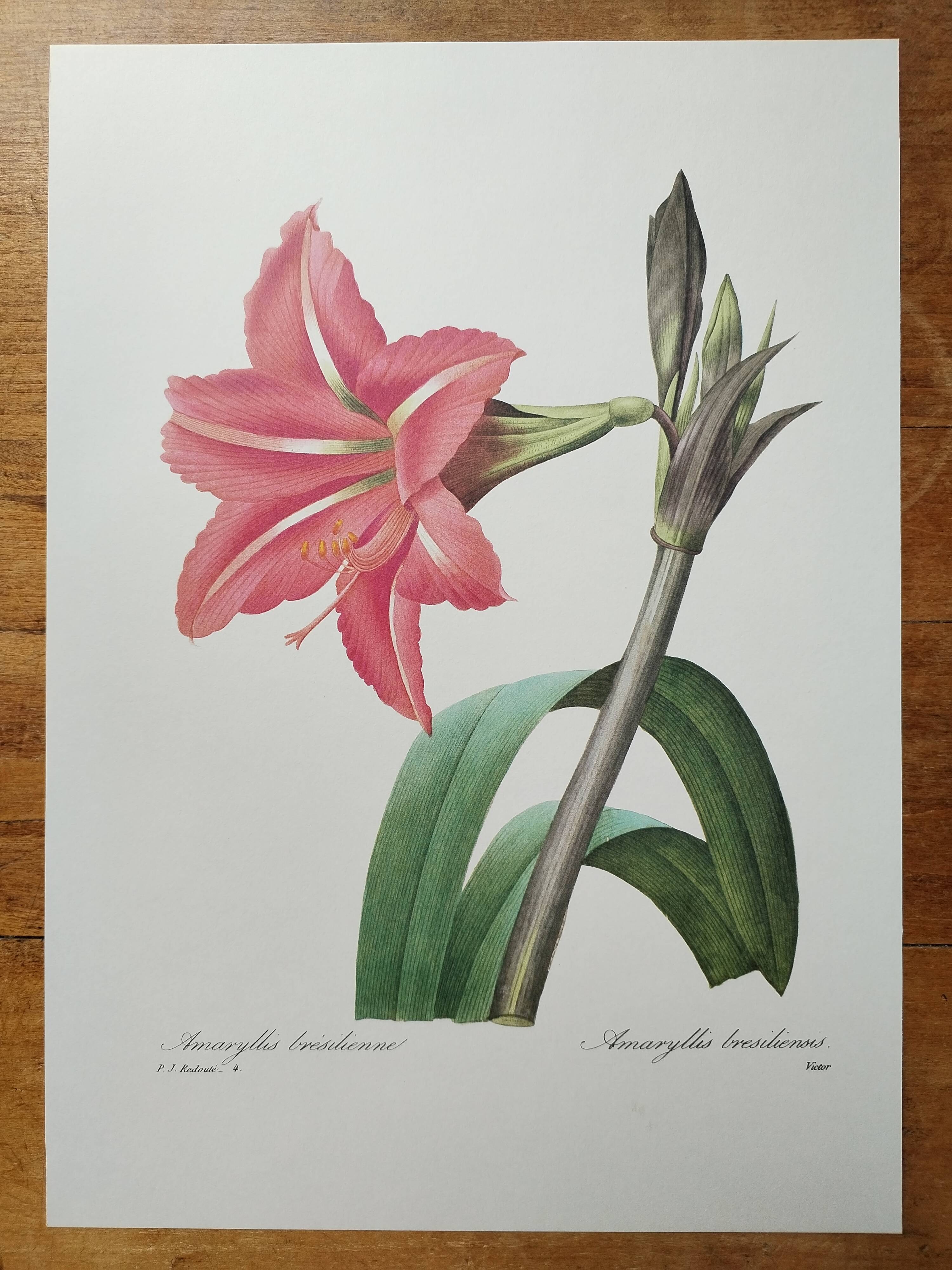 Original illustrated plate Brazilian Amaryllis