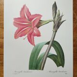 Original illustrated plate Brazilian Amaryllis