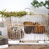 Old bird cage