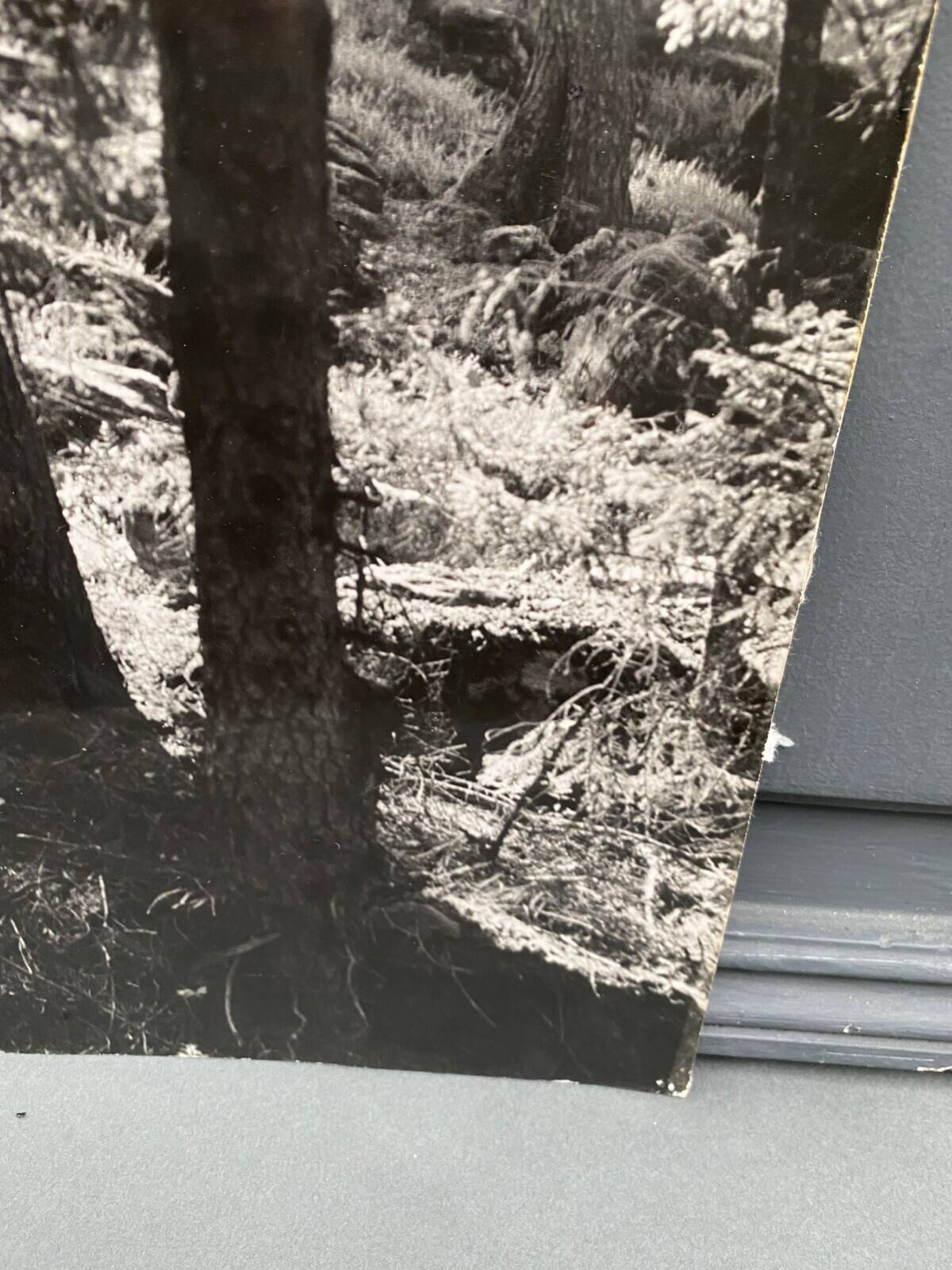 Bernard Darot film photograph, Flow of light in the forest, Nantes Club