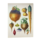 Illustration of garden vegetables - Illustration of the Vilmorin Vintage Botanical Vegetable Garden. Yellow beetroot