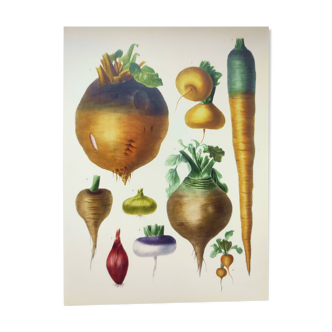 Illustration of garden vegetables - Illustration of the Vilmorin Vintage Botanical Vegetable Garden. Yellow beetroot