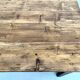 Table de ferme en pin, années 50