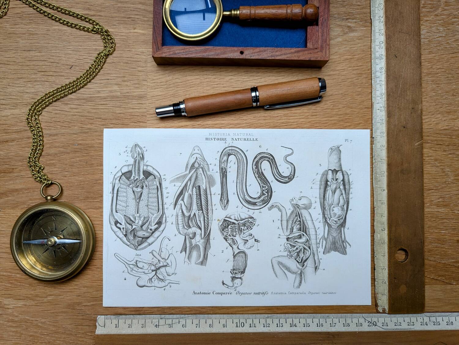 Printed in 1851, Zoological Poster.