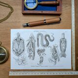 Printed in 1851, Zoological Poster.