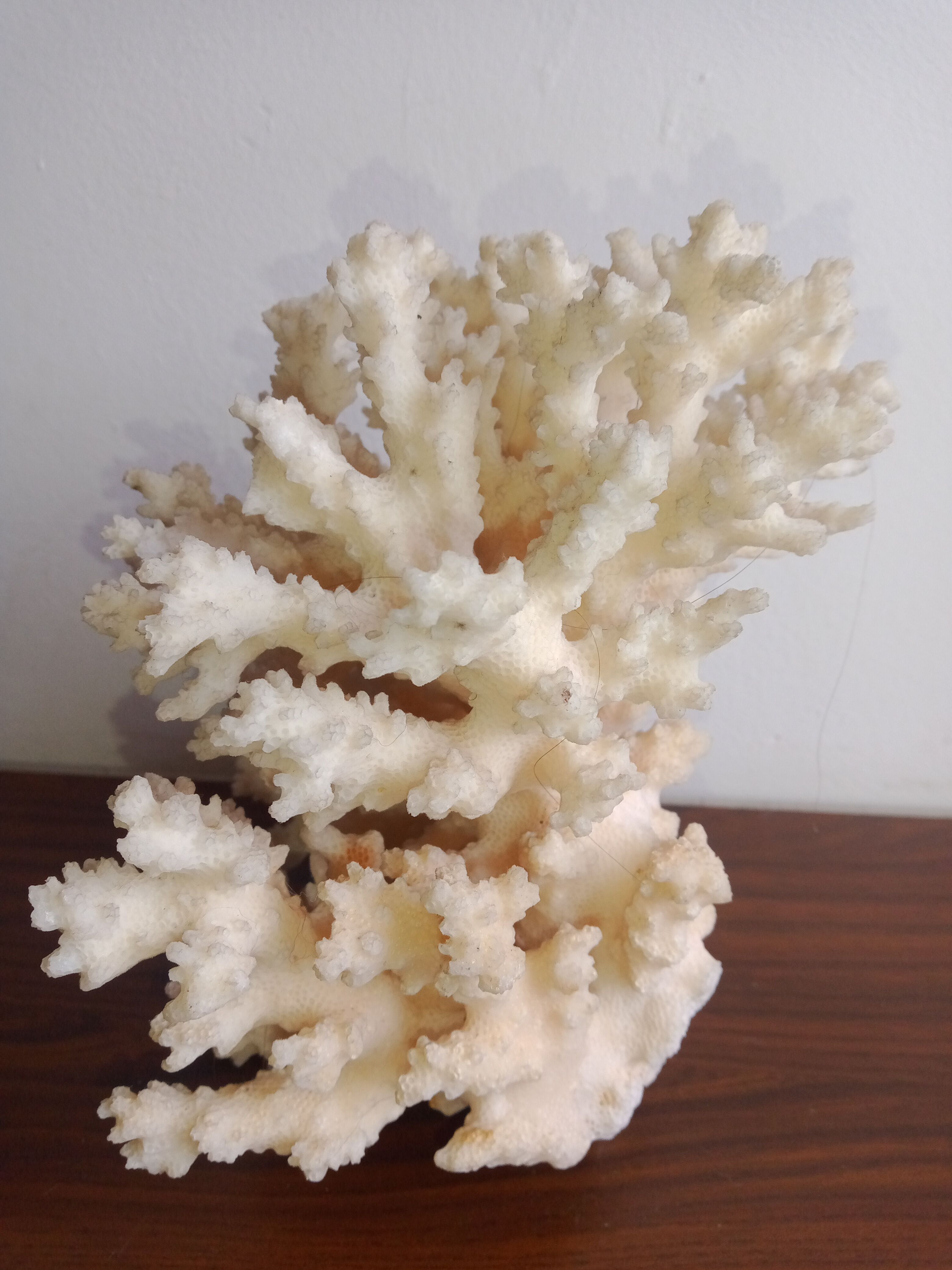 White coral