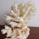 Corail blanc