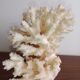 White coral