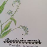 Dessin botanique myosotis