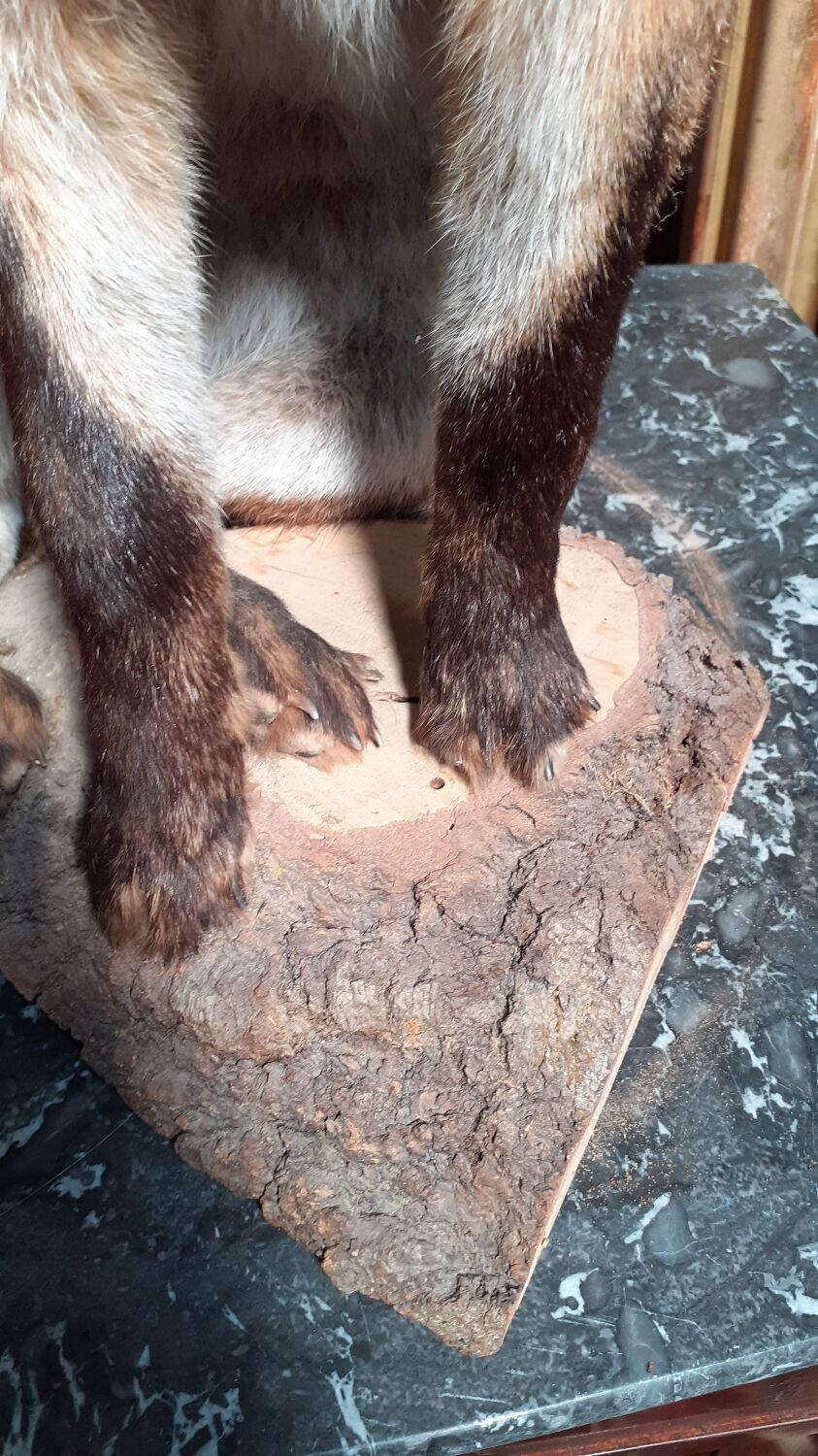 Stuffed fox and naturalized taxidermy