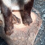 Stuffed fox and naturalized taxidermy