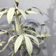 3-Light Leaf Chandelier