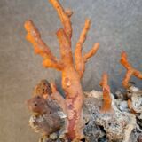 Raw coral branch