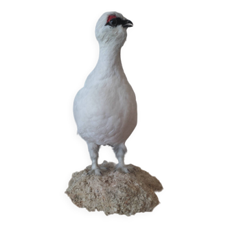 Stuffed male Alpine Ptarmigan