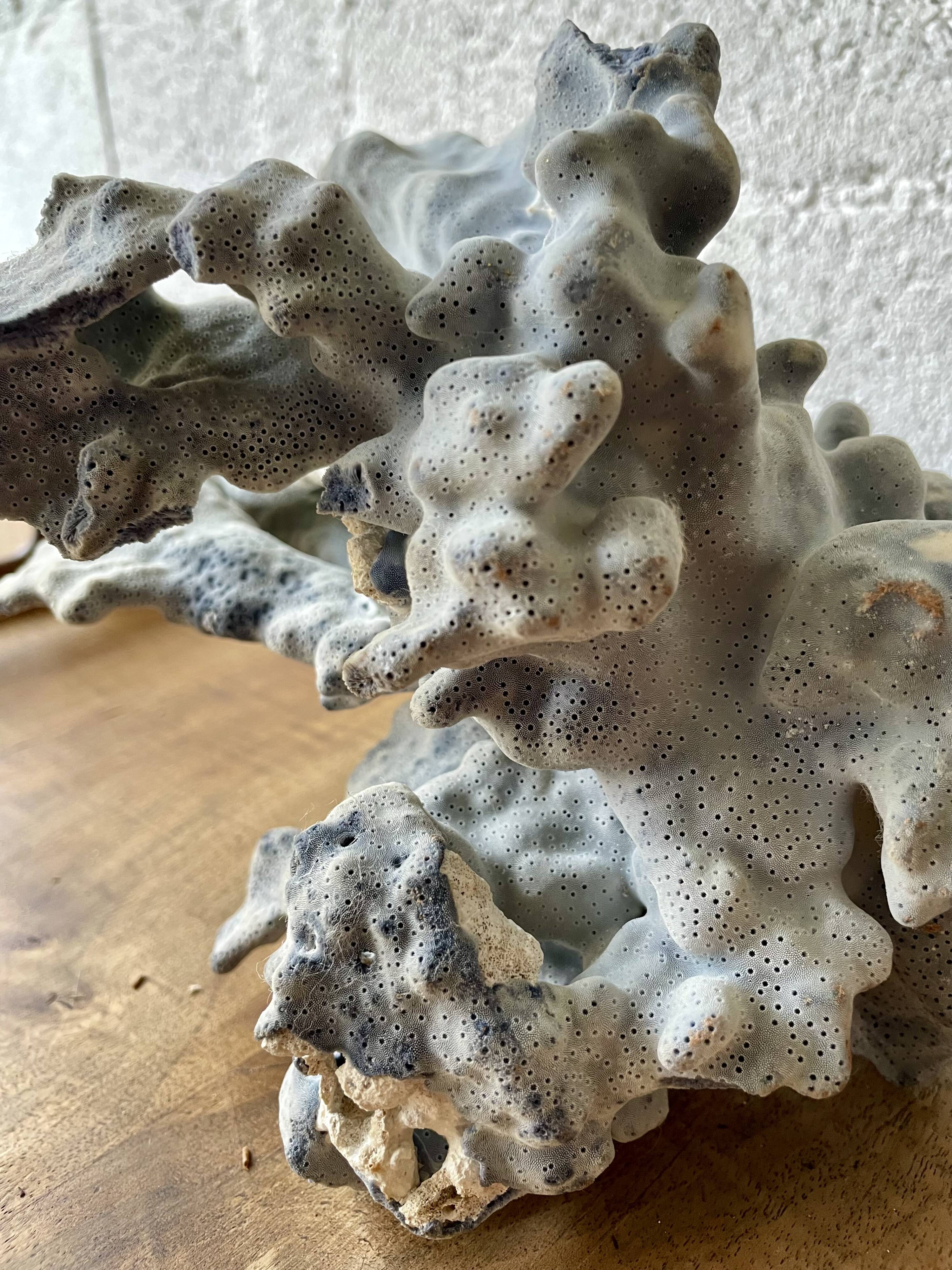 Blue coral