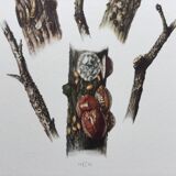 Antique illustration "insects", Vintage print, Cochineal, 1960s