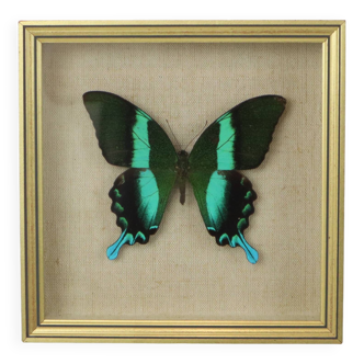 Framed Colorful Tropical Butterfly Gold Frame Indonesia Taxidermy 19x19cm