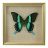 Framed Colorful Tropical Butterfly Gold Frame Indonesia Taxidermy 19x19cm