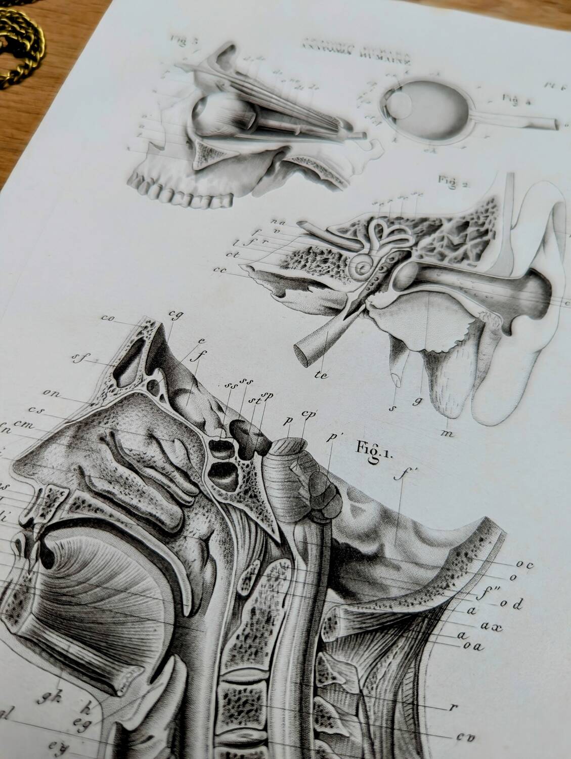 Printed in 1851, Human Anatomy, the head.