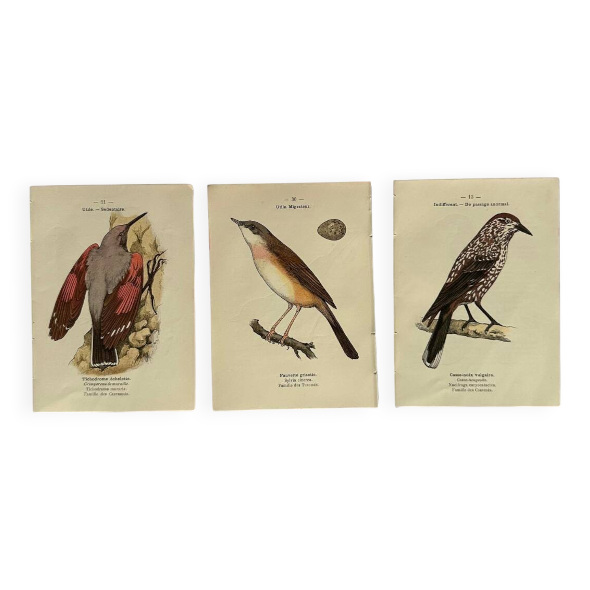 Lot 3 Botanical engravings birds double-sided naturalist board Etching
