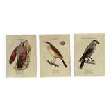 Lot 3 Botanical engravings birds double-sided naturalist board Etching