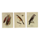 Lot 3 Botanical engravings birds double-sided naturalist board Etching